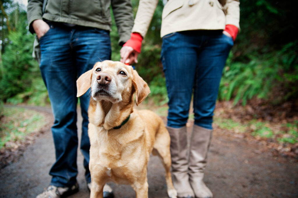Low section of couple with dog
